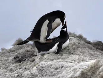 Οι αυτοκρατορικοί πιγκουίνοι κινδυνεύουν με εξαφάνιση - Πώς η κλιματική αλλαγή επηρεάζει την αναπαραγωγή τους - Δείτε βίντεο